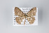  ( - ID 18775)  @14 [ ] Copyright (2013) Gunnar Brehm Institut fuer Spezielle Zoologie und Evolutionsbiologie, Friedrich-Schiller Universität Jena