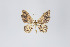  (Eois sp. 2294 - ID 18791)  @13 [ ] Copyright (2013) Gunnar Brehm Institut fuer Spezielle Zoologie und Evolutionsbiologie, Friedrich-Schiller Universität Jena