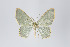  (Eois olivata group - ID 18794)  @11 [ ] Copyright (2013) Gunnar Brehm Institut fuer Spezielle Zoologie und Evolutionsbiologie, Friedrich-Schiller Universität Jena