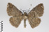  ( - ID 18889)  @14 [ ] Copyright (2013) Gunnar Brehm Institut fuer Spezielle Zoologie und Evolutionsbiologie, Friedrich-Schiller Universität Jena