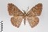  ( - ID 18909)  @14 [ ] Copyright (2013) Gunnar Brehm Institut fuer Spezielle Zoologie und Evolutionsbiologie, Friedrich-Schiller Universität Jena