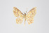  (Eois sp. 2129 - ID 18911)  @12 [ ] Copyright (2013) Gunnar Brehm Institut fuer Spezielle Zoologie und Evolutionsbiologie, Friedrich-Schiller Universität Jena
