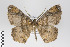  (Perissopteryx BOLD:ACF6811 - ID 18912)  @14 [ ] Copyright (2013) Gunnar Brehm Institut fuer Spezielle Zoologie und Evolutionsbiologie, Friedrich-Schiller Universität Jena