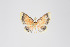  (Eois sp. 2281 - ID 18913)  @12 [ ] Copyright (2013) Gunnar Brehm Institut fuer Spezielle Zoologie und Evolutionsbiologie, Friedrich-Schiller Universität Jena