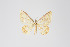  ( - ID 18915)  @13 [ ] Copyright (2013) Gunnar Brehm Institut fuer Spezielle Zoologie und Evolutionsbiologie, Friedrich-Schiller Universität Jena