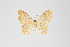  (Eois sp. 2248 - ID 18934)  @13 [ ] Copyright (2013) Gunnar Brehm Institut fuer Spezielle Zoologie und Evolutionsbiologie, Friedrich-Schiller Universität Jena