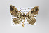  ( - ID 18936)  @13 [ ] Copyright (2013) Gunnar Brehm Institut fuer Spezielle Zoologie und Evolutionsbiologie, Friedrich-Schiller Universität Jena