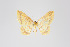  ( - ID 18942)  @13 [ ] Copyright (2013) Gunnar Brehm Institut fuer Spezielle Zoologie und Evolutionsbiologie, Friedrich-Schiller Universität Jena
