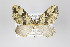  ( - ID 18950)  @14 [ ] Copyright (2013) Gunnar Brehm Institut fuer Spezielle Zoologie und Evolutionsbiologie, Friedrich-Schiller Universität Jena