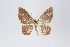  ( - ID 18965)  @13 [ ] Copyright (2013) Gunnar Brehm Institut fuer Spezielle Zoologie und Evolutionsbiologie, Friedrich-Schiller Universität Jena