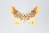  (Eois nr. chasca - ID 18967)  @13 [ ] Copyright (2013) Gunnar Brehm Institut fuer Spezielle Zoologie und Evolutionsbiologie, Friedrich-Schiller Universität Jena