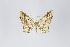  ( - ID 18968)  @13 [ ] Copyright (2013) Gunnar Brehm Institut fuer Spezielle Zoologie und Evolutionsbiologie, Friedrich-Schiller Universität Jena