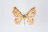  (Eois sp. 2250 - ID 18994)  @13 [ ] Copyright (2013) Gunnar Brehm Institut fuer Spezielle Zoologie und Evolutionsbiologie, Friedrich-Schiller Universität Jena