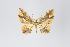  ( - ID 19004)  @13 [ ] Copyright (2013) Gunnar Brehm Institut fuer Spezielle Zoologie und Evolutionsbiologie, Friedrich-Schiller Universität Jena