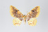  ( - ID 19050)  @13 [ ] Copyright (2013) Gunnar Brehm Institut fuer Spezielle Zoologie und Evolutionsbiologie, Friedrich-Schiller Universität Jena