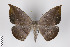  (Oxydia olivata - ID 19052)  @14 [ ] Copyright (2013) Gunnar Brehm Institut fuer Spezielle Zoologie und Evolutionsbiologie, Friedrich-Schiller Universität Jena