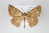  ( - ID 19097)  @14 [ ] Copyright (2013) Gunnar Brehm Institut fuer Spezielle Zoologie und Evolutionsbiologie, Friedrich-Schiller Universität Jena