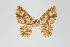 (Eois nr. nigrinotata - ID 19178)  @14 [ ] Copyright (2013) Gunnar Brehm Institut fuer Spezielle Zoologie und Evolutionsbiologie, Friedrich-Schiller Universität Jena