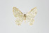  ( - ID 19207)  @13 [ ] Copyright (2013) Gunnar Brehm Institut fuer Spezielle Zoologie und Evolutionsbiologie, Friedrich-Schiller Universität Jena