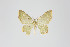  ( - ID 19266)  @12 [ ] Copyright (2013) Gunnar Brehm Institut fuer Spezielle Zoologie und Evolutionsbiologie, Friedrich-Schiller Universität Jena