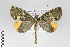  ( - ID 19273)  @14 [ ] Copyright (2013) Gunnar Brehm Institut fuer Spezielle Zoologie und Evolutionsbiologie, Friedrich-Schiller Universität Jena