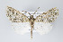  ( - ID 19307)  @14 [ ] Copyright (2013) Gunnar Brehm Institut fuer Spezielle Zoologie und Evolutionsbiologie, Friedrich-Schiller Universität Jena