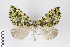  ( - ID 19312)  @14 [ ] Copyright (2013) Gunnar Brehm Institut fuer Spezielle Zoologie und Evolutionsbiologie, Friedrich-Schiller Universität Jena