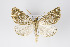 ( - ID 19318)  @14 [ ] Copyright (2013) Gunnar Brehm Institut fuer Spezielle Zoologie und Evolutionsbiologie, Friedrich-Schiller Universität Jena