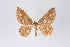  (Eois nr. fucosa - ID 19335)  @13 [ ] Copyright (2013) Gunnar Brehm Institut fuer Spezielle Zoologie und Evolutionsbiologie, Friedrich-Schiller Universität Jena