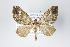  (Psaliodes nr. castanea - ID 19414)  @15 [ ] Copyright (2013) Gunnar Brehm Institut fuer Spezielle Zoologie und Evolutionsbiologie, Friedrich-Schiller Universität Jena