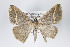  (Perissopteryx BOLD:ACF6812 - ID 19420)  @14 [ ] Copyright (2013) Gunnar Brehm Institut fuer Spezielle Zoologie und Evolutionsbiologie, Friedrich-Schiller Universität Jena