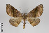  ( - ID 19866)  @14 [ ] Copyright (2013) Gunnar Brehm Institut fuer Spezielle Zoologie und Evolutionsbiologie, Friedrich-Schiller Universität Jena