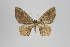  (Eois griseicosta - ID 21705)  @14 [ ] Copyright (2013) Gunnar Brehm Institut fuer Spezielle Zoologie und Evolutionsbiologie, Friedrich-Schiller Universität Jena