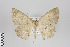  ( - ID 24174)  @12 [ ] Copyright (2013) Gunnar Brehm Institut fuer Spezielle Zoologie und Evolutionsbiologie, Friedrich-Schiller Universität Jena