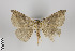  ( - ID 24191)  @14 [ ] Copyright (2013) Gunnar Brehm Institut fuer Spezielle Zoologie und Evolutionsbiologie, Friedrich-Schiller Universität Jena