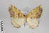  ( - ID 24204)  @15 [ ] Copyright (2013) Gunnar Brehm Institut fuer Spezielle Zoologie und Evolutionsbiologie, Friedrich-Schiller Universität Jena