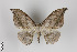  ( - ID 24227)  @11 [ ] Copyright (2013) Gunnar Brehm Institut fuer Spezielle Zoologie und Evolutionsbiologie, Friedrich-Schiller Universität Jena