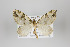  ( - ID 24233)  @14 [ ] Copyright (2013) Gunnar Brehm Institut fuer Spezielle Zoologie und Evolutionsbiologie, Friedrich-Schiller Universität Jena