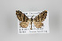  ( - ID 24243)  @13 [ ] Copyright (2013) Gunnar Brehm Institut fuer Spezielle Zoologie und Evolutionsbiologie, Friedrich-Schiller Universität Jena