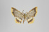  (Eois nr. telegraphica - ID 24254)  @12 [ ] Copyright (2013) Gunnar Brehm Institut fuer Spezielle Zoologie und Evolutionsbiologie, Friedrich-Schiller Universität Jena