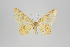  ( - ID 24256)  @14 [ ] Copyright (2013) Gunnar Brehm Institut fuer Spezielle Zoologie und Evolutionsbiologie, Friedrich-Schiller Universität Jena