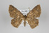  ( - ID 24257)  @14 [ ] Copyright (2013) Gunnar Brehm Institut fuer Spezielle Zoologie und Evolutionsbiologie, Friedrich-Schiller Universität Jena