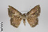  ( - ID 29430)  @13 [ ] Copyright (2013) Gunnar Brehm Institut fuer Spezielle Zoologie und Evolutionsbiologie, Friedrich-Schiller Universität Jena