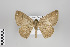  ( - ID 43214)  @11 [ ] Copyright (2013) Gunnar Brehm Institut fuer Spezielle Zoologie und Evolutionsbiologie, Friedrich-Schiller Universität Jena
