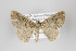  ( - ID 43215)  @11 [ ] Copyright (2013) Gunnar Brehm Institut fuer Spezielle Zoologie und Evolutionsbiologie, Friedrich-Schiller Universität Jena