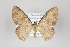  (Semaeopus bottgeri - ID 44477)  @14 [ ] Copyright (2013) Gunnar Brehm Institut fuer Spezielle Zoologie und Evolutionsbiologie, Friedrich-Schiller Universität Jena