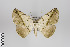 (Eusarca colorifera - ID 44619)  @13 [ ] Copyright (2013) Gunnar Brehm Institut fuer Spezielle Zoologie und Evolutionsbiologie, Friedrich-Schiller Universität Jena