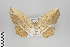  (Eusarca parallelaria - ID 45251)  @13 [ ] Copyright (2013) Gunnar Brehm Institut fuer Spezielle Zoologie und Evolutionsbiologie, Friedrich-Schiller Universität Jena
