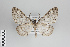  ( - ID 24495)  @14 [ ] Copyright (2014) Gunnar Brehm Institut fuer Spezielle Zoologie und Evolutionsbiologie, Friedrich-Schiller Universität Jena