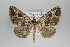  ( - ID 25123)  @13 [ ] Copyright (2014) Gunnar Brehm Institut fuer Spezielle Zoologie und Evolutionsbiologie, Friedrich-Schiller Universität Jena
